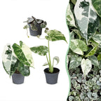 3x Baby Variegata Mix - Various colours - Tropical - Ø6cm - ↕10-15cm