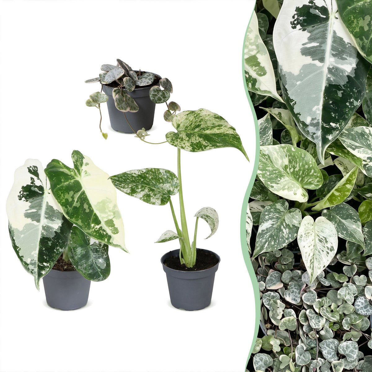 3x Baby Variegata Mix - Various colours - Tropical - Ø6cm - ↕10-15cm