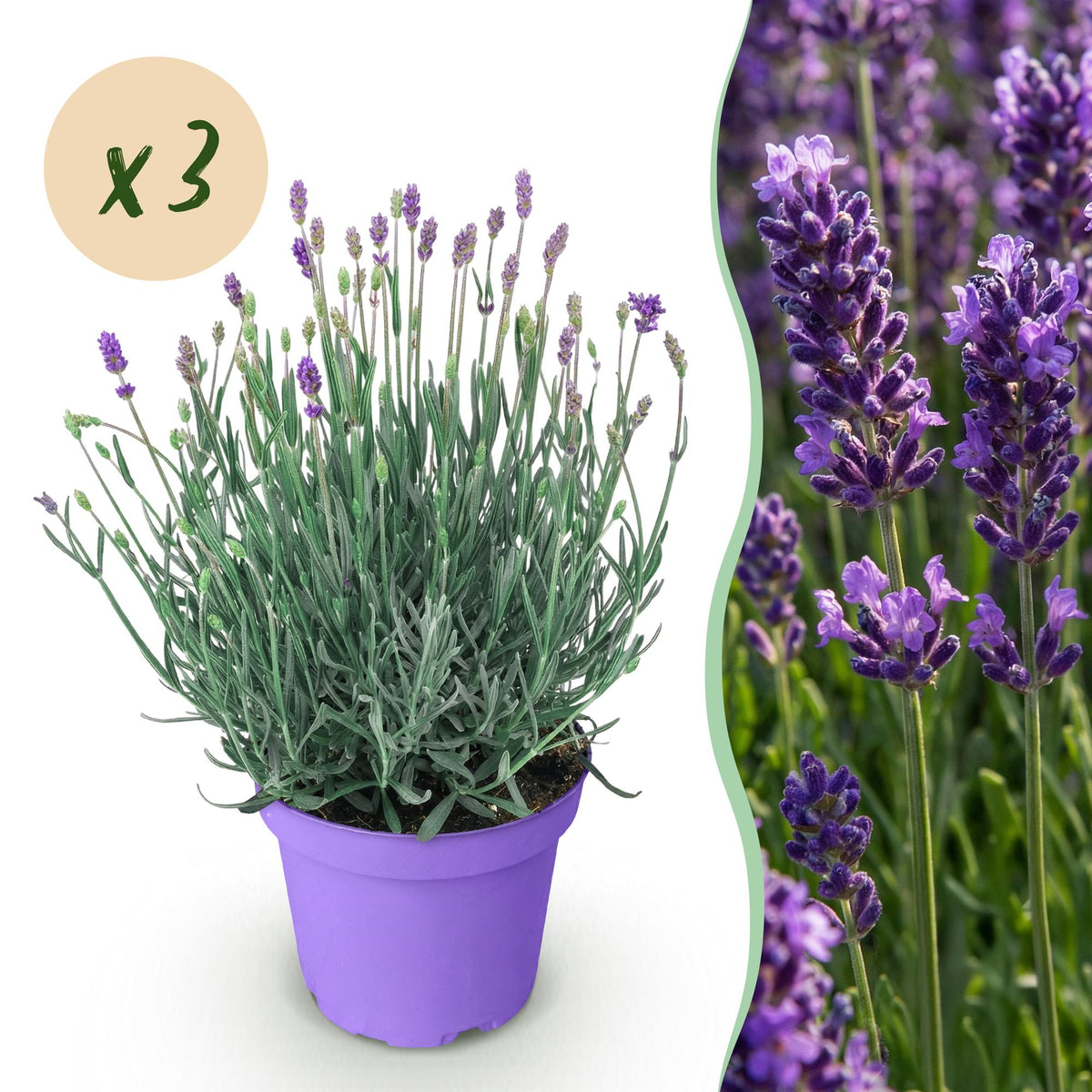 Green boutiQ - Plante de jardin - Lavandula angustifolia Munstead - Lavande - Rustique - Violet - 3 Plantes - Pot 12cm - Hauteur 15-25cm