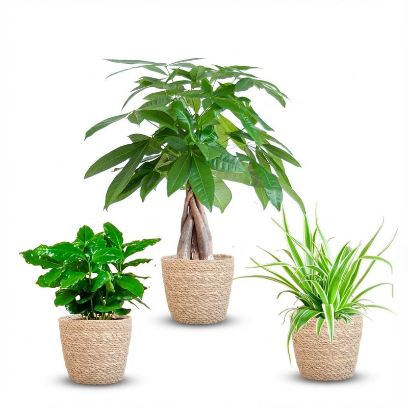 Green boutiQ - Kamerplant - Mix van 3 Makkelijke Kamerplanten - Pachira Aquatica, Coffea Arabica, Chlorophytum - Groen - Weinig onderhoud - 3 Planten - met Mand - Pot 12 - 14cm - Hoogte 25 - 45cm