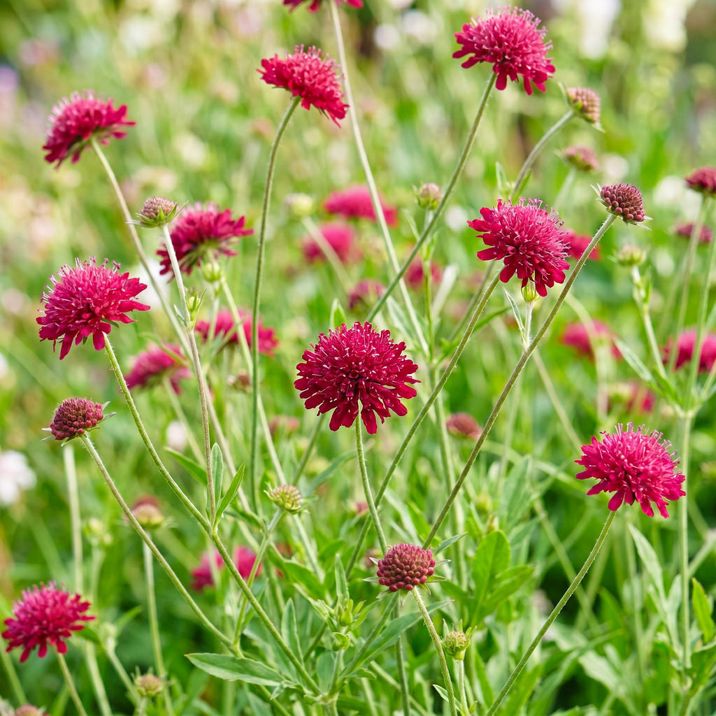 Green boutiQ - Stauden - Knautia macedonica - Mazedonische Witwenblume - Bienen- und Schmetterlingsmagnet - Dunkelrot - 12 Pflanzen - Topf 11 cm - Höhe 15-25 cm