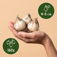 160x Allium Caeruleum - Blauwe sieralui - Blauw - Zomerbloeier - Bolmaat 4/5