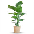 Green boutiQ - Plante d'intérieur - Oiseau du paradis - Strelitzia Nicolai - Vert - Entretien facile - 1 plante - avec panier - Pot 21 cm - Hauteur 80 - 90 cm