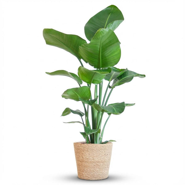 Green boutiQ - Kamerplant - Paradijsvogelplant - Stelitzia Nicolai - Groen - Weinig onderhoud - 1 Plant - met Mand - Pot 21cm - Hoogte 80 - 90cm
