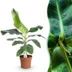 Green BoutiQ - Green is... Plantes d'intérieur - Musa acuminata Dwarf Cavendish - Bananier - Peu d'entretien - Vert - 1 plante - Pot 21cm - Hauteur 70-75cm