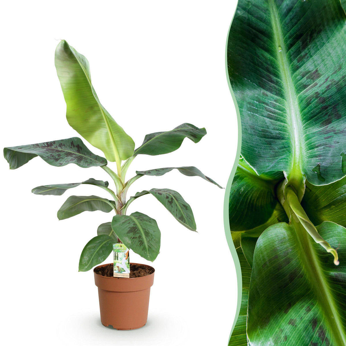 Green BoutiQ - Green is... Plantes d'intérieur - Musa acuminata Dwarf Cavendish - Bananier - Peu d'entretien - Vert - 1 plante - Pot 21cm - Hauteur 70-75cm