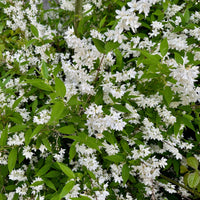Green boutiQ - Heesters -  Deutzia Gracilis - Bloem Wit - 1 Plant - Bladverliezend - Weinig Onderhoud - Pot 17cm Hoogte 45cm