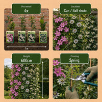 6x Klimplaten Tricolor Colourfull - Tricolor climbing plant - Light Pink - White - Purple - Climber - Ø9cm - ↕35cm