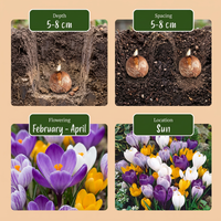 60x Crocus Large Flowering Mix - Grootbloemige krokus mix - Diversen - Voorjaarsbloeier - Bolmaat 7/8