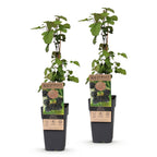 Green boutiQ - Plant fruitier - Rubus fruticosus Black Satin - Mûrier - Rustique - Mûre noire - 2 plantes - Pot 15cm - Hauteur 50cm