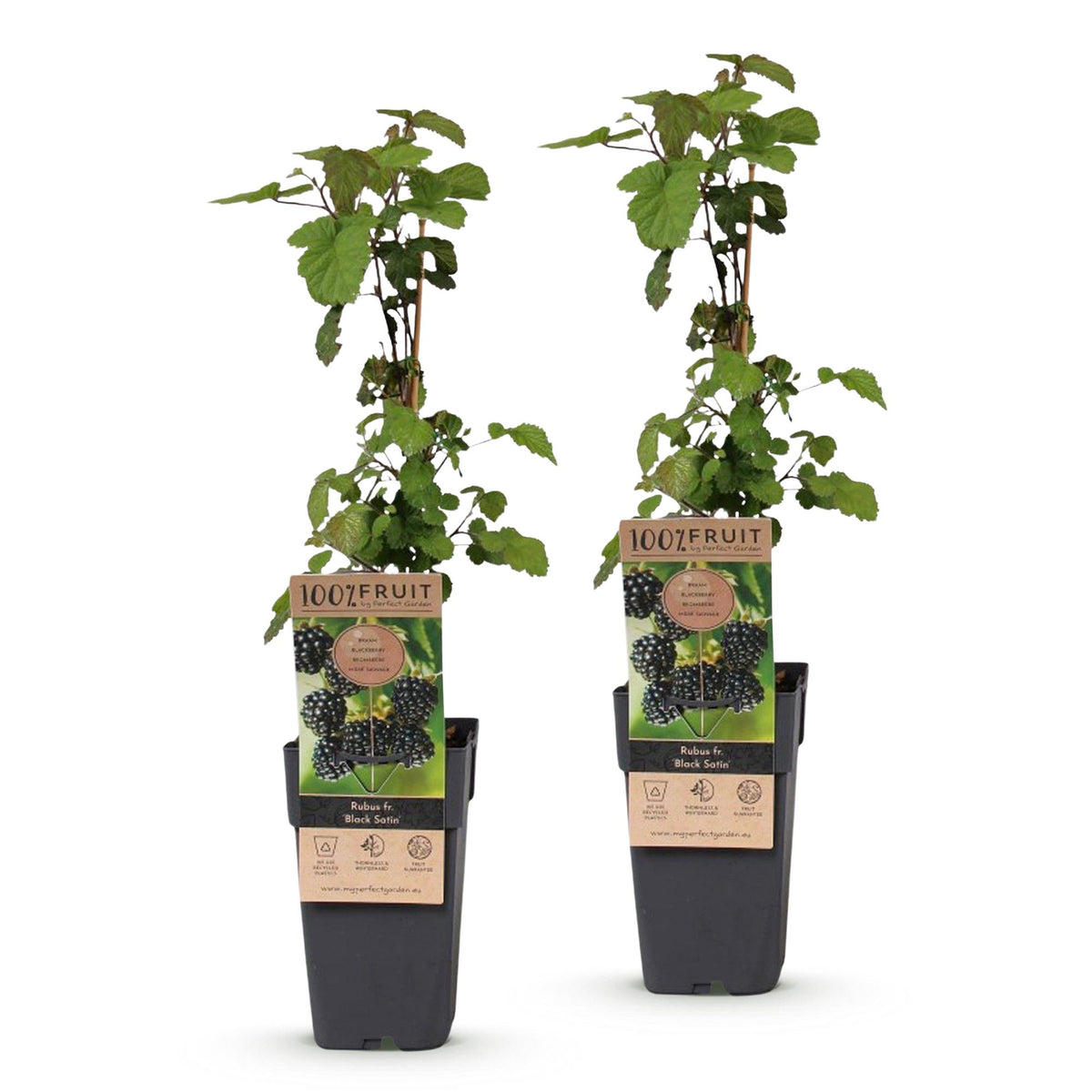 Green boutiQ - Plant fruitier - Rubus fruticosus Black Satin - Mûrier - Rustique - Mûre noire - 2 plantes - Pot 15cm - Hauteur 50cm