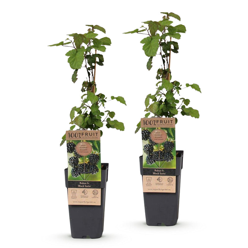 Green boutiQ - Fruitplant - Rubus fruticosus Black Satin - Bramenplant - Winterhard - Zwarte Braam - 2 Planten - Pot 15cm - Hoogte 50cm