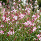 Green boutiQ - Stauden - Gaura lindh. Rosyjane - Prachtkerze - Bienen- und Schmetterlingsmagnet - Rosa - 1 Pflanze - Topf 11cm - Höhe 15-25cm