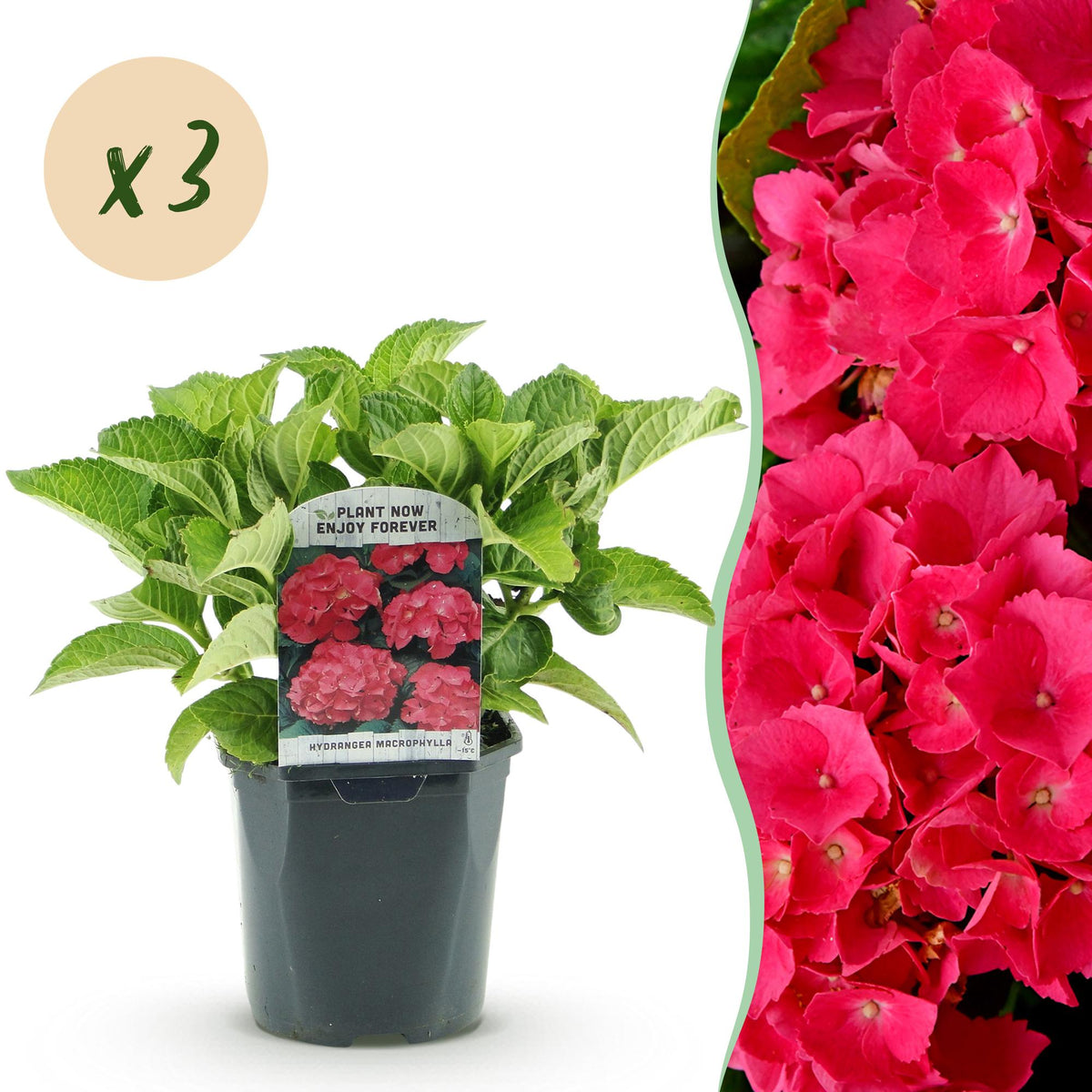 Green boutiQ - Hortensia - Hydrangea macrophylla Rood - Bloem Rood - 3 Planten - 1 m2 - Bladverliezend - Weinig Onderhoud - Pot 17cm Hoogte 30cm