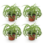 Green boutiQ - Zimmerpflanze - Chlorophytum comosum Bonnie - Grünlilie (gelockt) - Haustierfreundlich - Bunt - 4 Pflanzen - Topf 12 cm - Höhe 20-25 cm