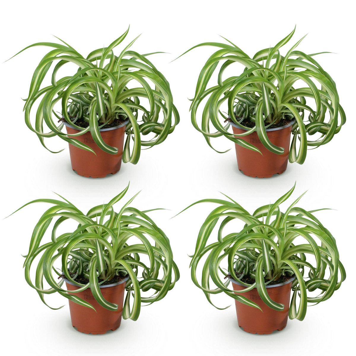 Green boutiQ - Zimmerpflanze - Chlorophytum comosum Bonnie - Grünlilie (gelockt) - Haustierfreundlich - Bunt - 4 Pflanzen - Topf 12 cm - Höhe 20-25 cm