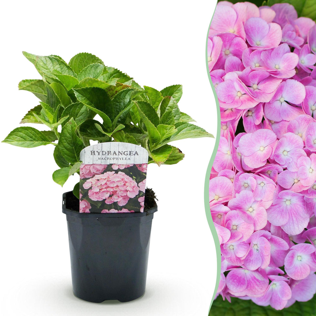Green boutiQ - Hortensia - Hydrangea macrophylla Pink - Bloem Roze - 1 Plant -  Bladverliezend - Weinig Onderhoud - Pot 17cm Hoogte 30cm
