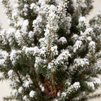Picea glauca Conica - Dwarf Alberta Spruce - Green - White - Christmas tree - Ø17cm - ↕65cm