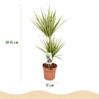 Green BoutiQ - Le vert, c'est... Plantes d'intérieur - Dracaena Sunray - Dragonnier - Entretien facile - Vert - 2 Plantes - Pot 17cm - Hauteur 70-75cm