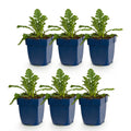 Green boutiQ - Stauden - Scabiosa col. Butterfly Blue - Tauben-Skabiose - Bienen- und Schmetterlingsmagnet - Lila - 6 Pflanzen - Topf 11cm - Höhe 15-25cm