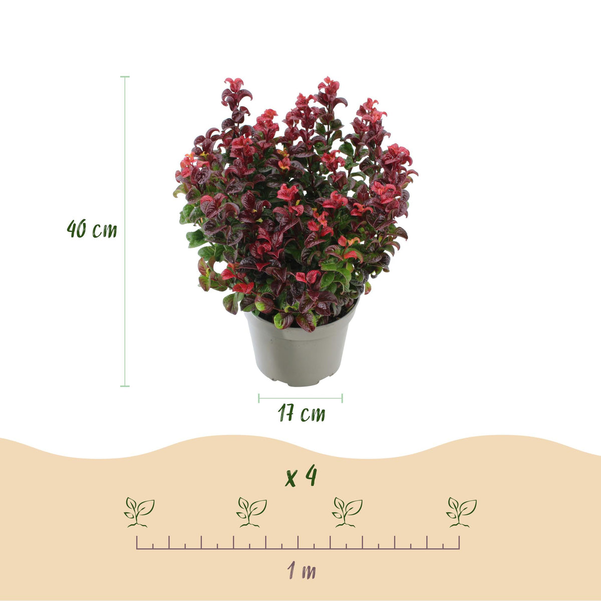 Green boutiQ - Gartenpflanze - Leucothoe Curly Red - Rot - 2 Pflanzen - Immergrün - Pflegeleicht - Topf 17cm Höhe 40cm