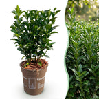 Green boutiQ - 16x Euonymus japonica Green Spire - Japanischer Spindelstrauch - Heckenpflanzen - Immergrün - Grün - Topf 9 cm - Höhe 20-25 cm