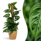 Green boutiQ - Kamerplant - Monkey Mask - Monstera Andansonii Mosstok - Groen - Weinig onderhoud - 1 Plant - met Mand - Pot 19cm - Hoogte 90cm