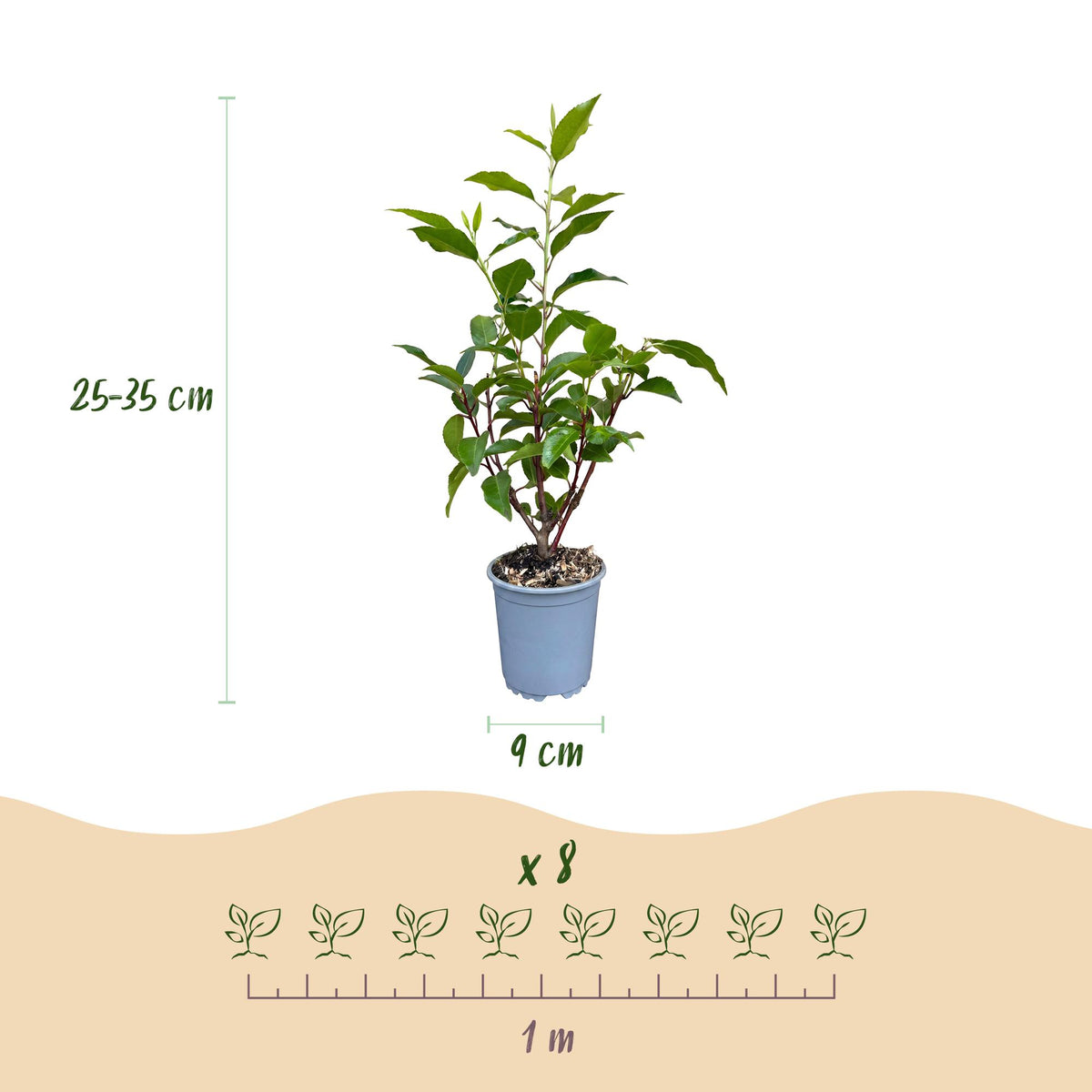 Green boutiQ - 24x Prunus lusitanica Angustifolia - Portugese Laurier - Haagplanten - Groenblijvend - Groen - Pot 9cm - Hoogte 25-35cm