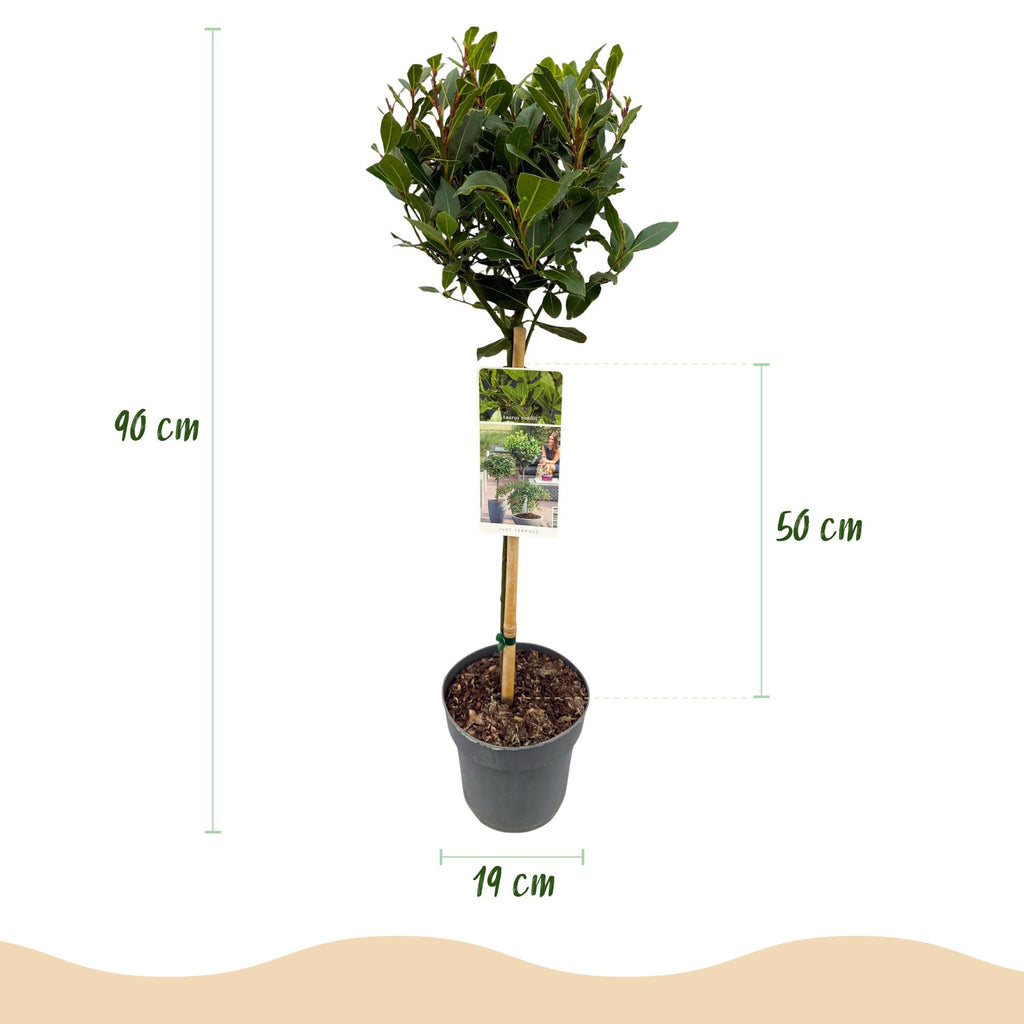 Green boutiQ - Laurier sur tige - Laurus nobilis - Plante de terrasse - Persistant - Rustique - Feuillage vert - Pot 19cm Hauteur 90cm