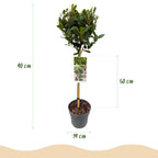 Green boutiQ - Laurier sur tige - Laurus nobilis - Plante de terrasse - Persistant - Rustique - Feuillage vert - Pot 19cm Hauteur 90cm