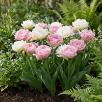 24x Tulipa Double Sensation - Gevulde tulp - Diversen - Voorjaarsbloeier - Bolmaat 11/12