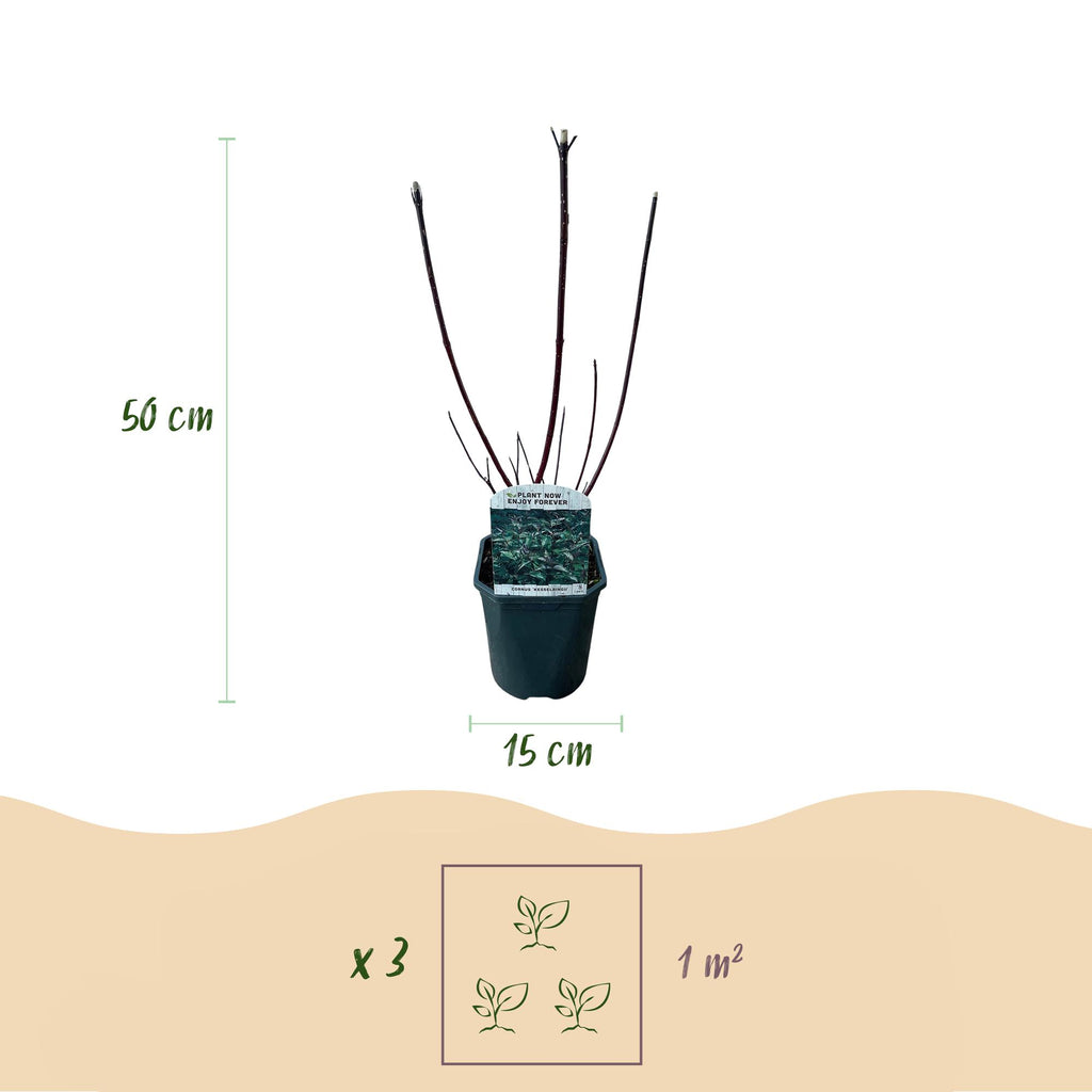 Green boutiQ - Arbustes - Cornus alba Kesselringii - Branches pourpres - 1 plante - Caduc - Peu d'entretien - Pot 17cm Hauteur 45cm