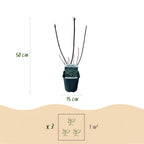 Green boutiQ - Arbustes - Cornus alba Kesselringii - Branches pourpres - 1 plante - Caduc - Peu d'entretien - Pot 17cm Hauteur 45cm