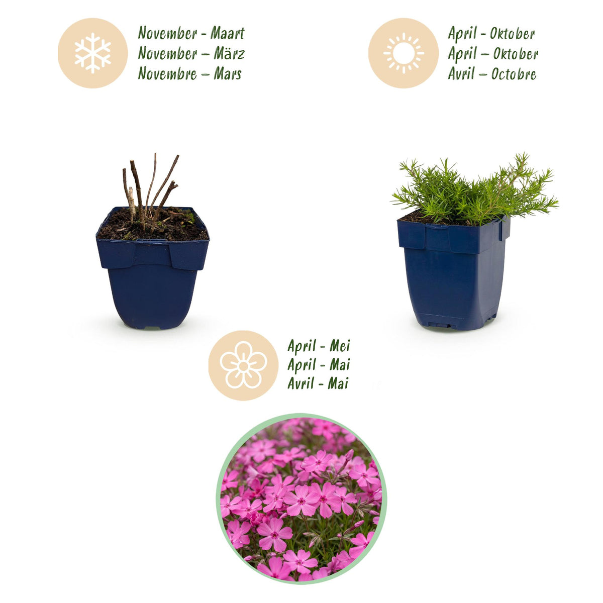 Green boutiQ - Stauden - Phlox MacDaniel's Cushion - Flammenblume - Bodendeckend - Dunkelrosa - 3 Pflanzen - Topf 11 cm - Höhe 15-25 cm