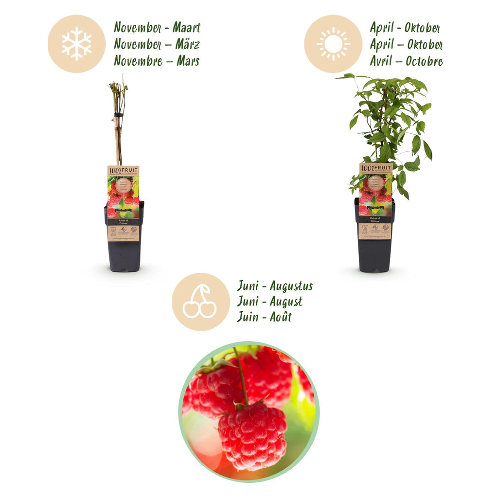 Green boutiQ - Framboisier - Rubus idaeus Ottawa - Plant de framboisier - Rustique - Framboise rouge - 2 plantes - Pot 15 cm - Hauteur 50 cm