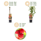 Green boutiQ - Framboisier - Rubus idaeus Ottawa - Plant de framboisier - Rustique - Framboise rouge - 2 plantes - Pot 15 cm - Hauteur 50 cm