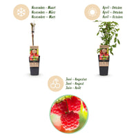 Green boutiQ - Fruitplant - Rubus idaeus Ottawa - Frambozenplant - Winterhard - Rode Framboos - 2 Planten - Pot 15cm - Hoogte 50cm