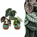 3x Baby Alocasia Tricolour - Red - Green - Black - Tropical - incl. Copper Reef - Ø6cm - ↕12cm