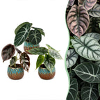 3x Baby Alocasia Tricolour - Red - Green - Black - Tropical - incl. Copper Reef - Ø6cm - ↕12cm