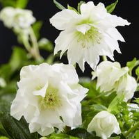 Green boutiQ - Tuinplant - Lenten Rose - Helleborus orientalis Double Ellen White - Witte Bloem -1 Plant - Groenblijvend - Pot 14cm Hoogte 35cm