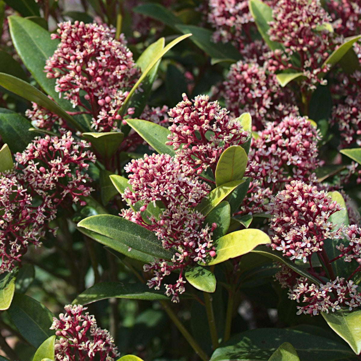 Green boutiQ - Plante de terrasse - Skimmia japonica Rubella - Fleur rouge - 15+ fleurs - 2 plantes - Rustique - Pot 15cm Hauteur 30cm