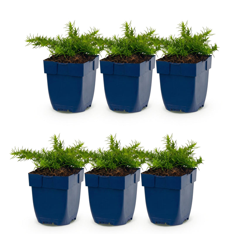 Green boutiQ - Vasteplant - Phlox Rosette - Vlambloem - Bodembedekkend - Roze - 6 Plant - Pot 11cm - Hoogte 15-25cm