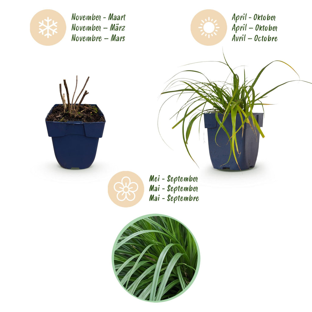 Green boutiQ - Graminées - Carex oshimensis Evergreen - Laîche du Japon - Persistant - Vert - 1 Plante - Pot 11cm - Hauteur 15-25cm