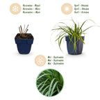 Green boutiQ - Graminées - Carex oshimensis Evergreen - Laîche du Japon - Persistant - Vert - 1 Plante - Pot 11cm - Hauteur 15-25cm