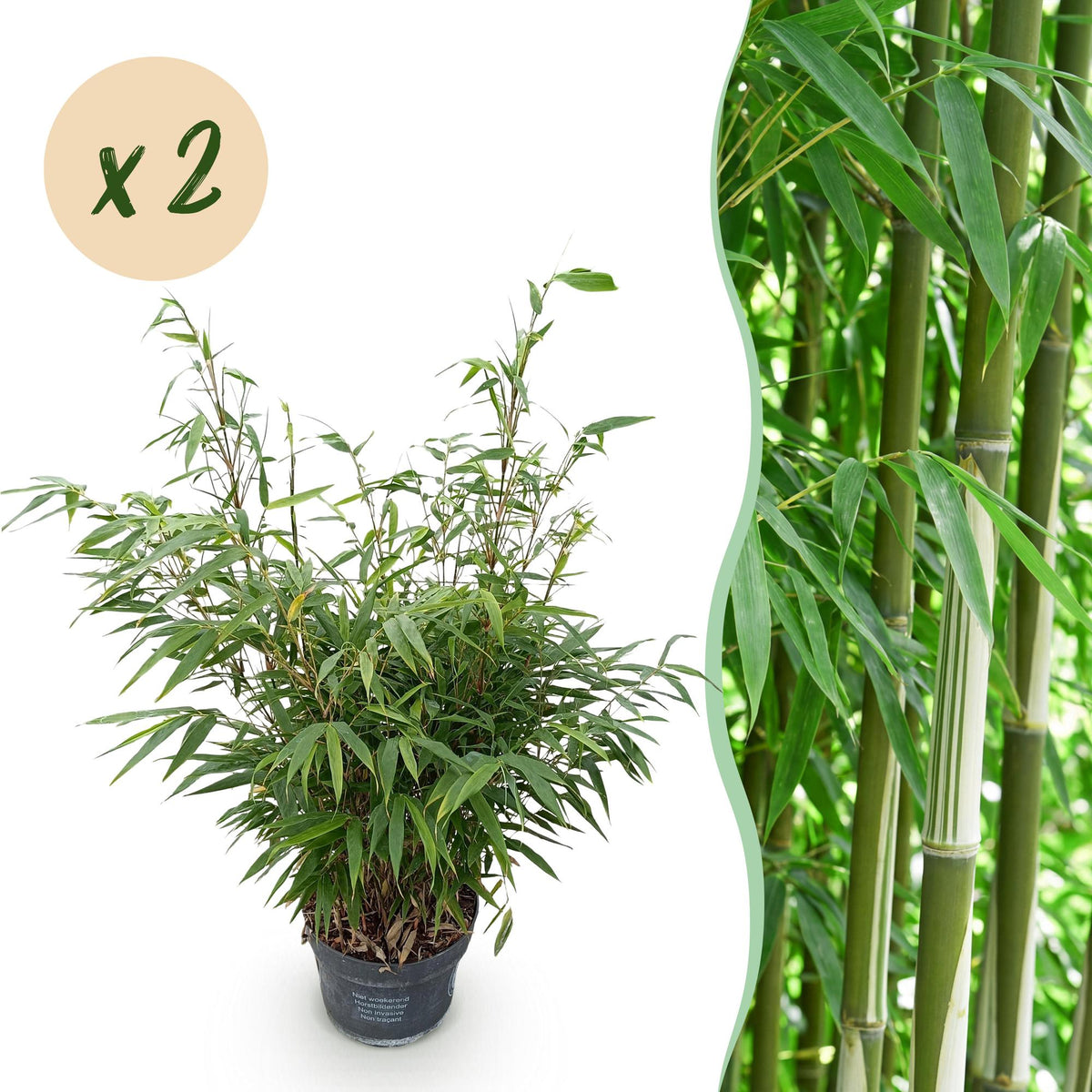 Green boutiQ - Graminées - Fargesia robusta Pingwu - Bambou non traçant - Persistant - Vert - 2 plantes - Pot 23 cm - Hauteur 80 cm