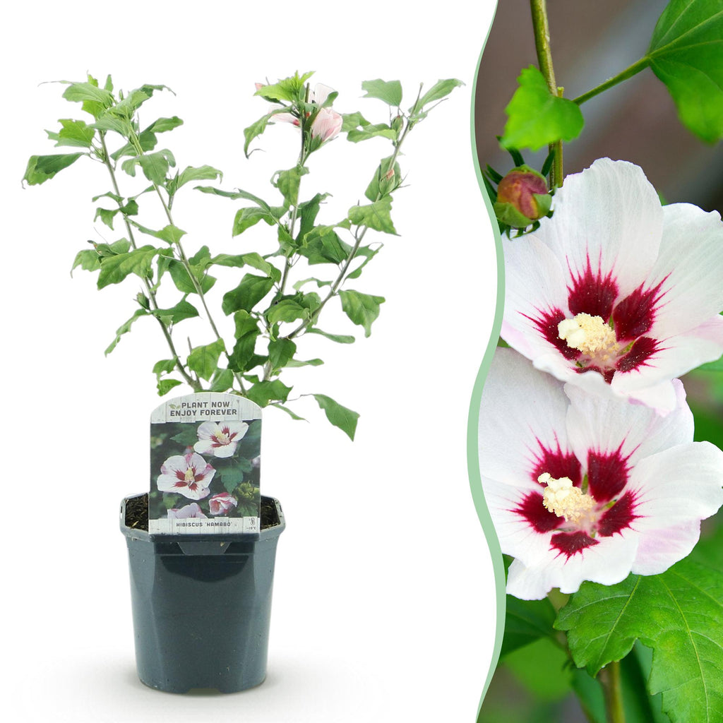 Green boutiQ - Arbustes - Hibiscus syriacus Hamabo - Fleur rose clair - 1 Plante - Caduc - Entretien facile - Pot 17cm Hauteur 45cm