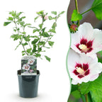 Green boutiQ - Arbustes - Hibiscus syriacus Hamabo - Fleur rose clair - 1 Plante - Caduc - Entretien facile - Pot 17cm Hauteur 45cm