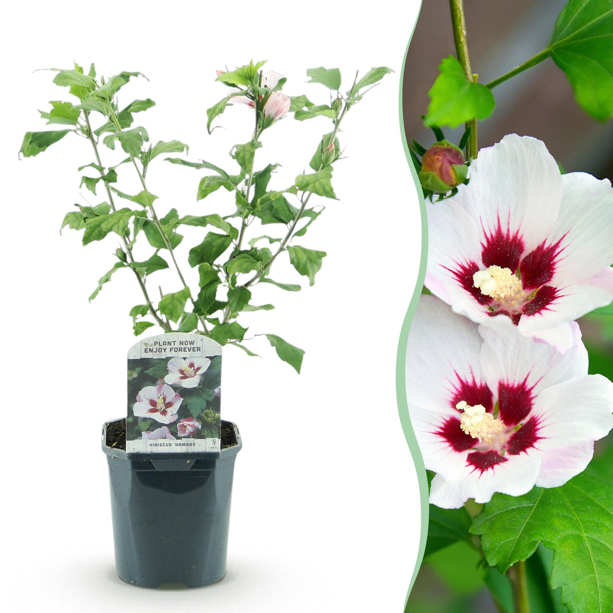 Green boutiQ - Arbustes - Hibiscus syriacus Hamabo - Fleur rose clair - 1 Plante - Caduc - Entretien facile - Pot 17cm Hauteur 45cm