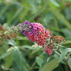 Green boutiQ - Vlinderstruik - Buddleja davidii Flower Power - Bloem Oranje Paars - 1 Plant - Bladverliezend - Vlinderlokkend -  Pot 17cm Hoogte 30cm