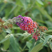 Green boutiQ - Vlinderstruik - Buddleja davidii Flower Power - Bloem Oranje Paars - 1 Plant - Bladverliezend - Vlinderlokkend -  Pot 17cm Hoogte 30cm